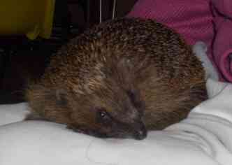 Hedgehog